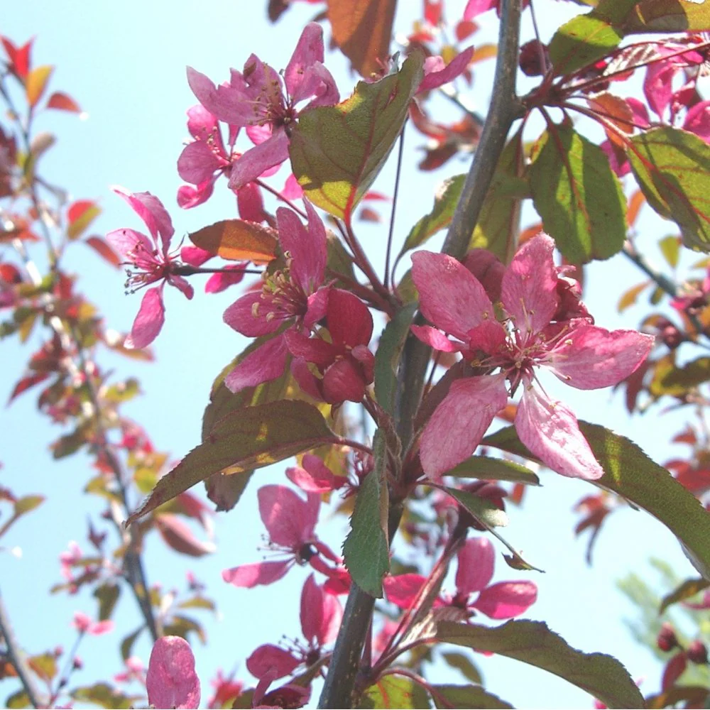 Malus Profusion Improved Tree
