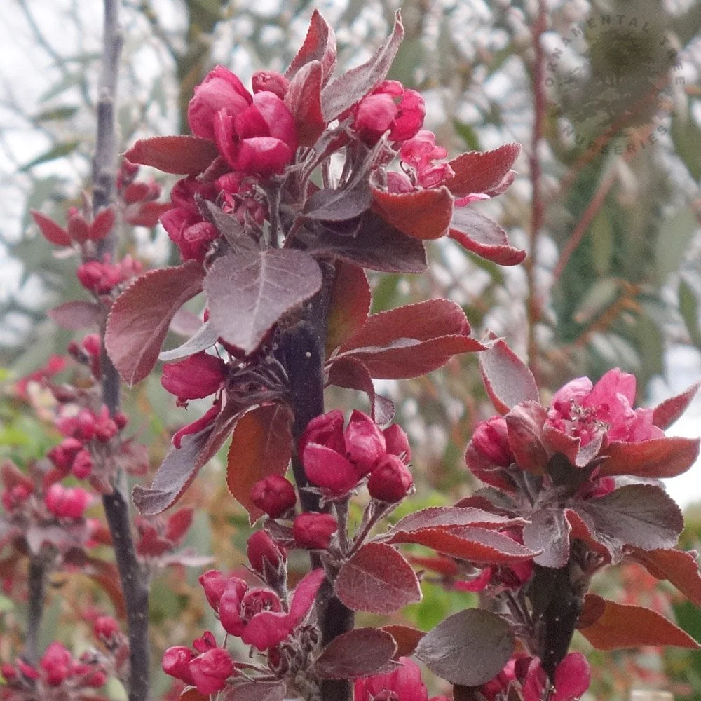 Malus 'Roberts Red' Tree