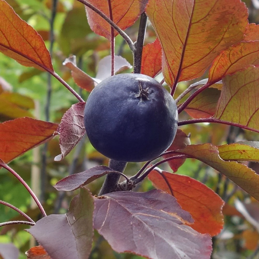 Malus 'Roberts Red' Tree - Image 2