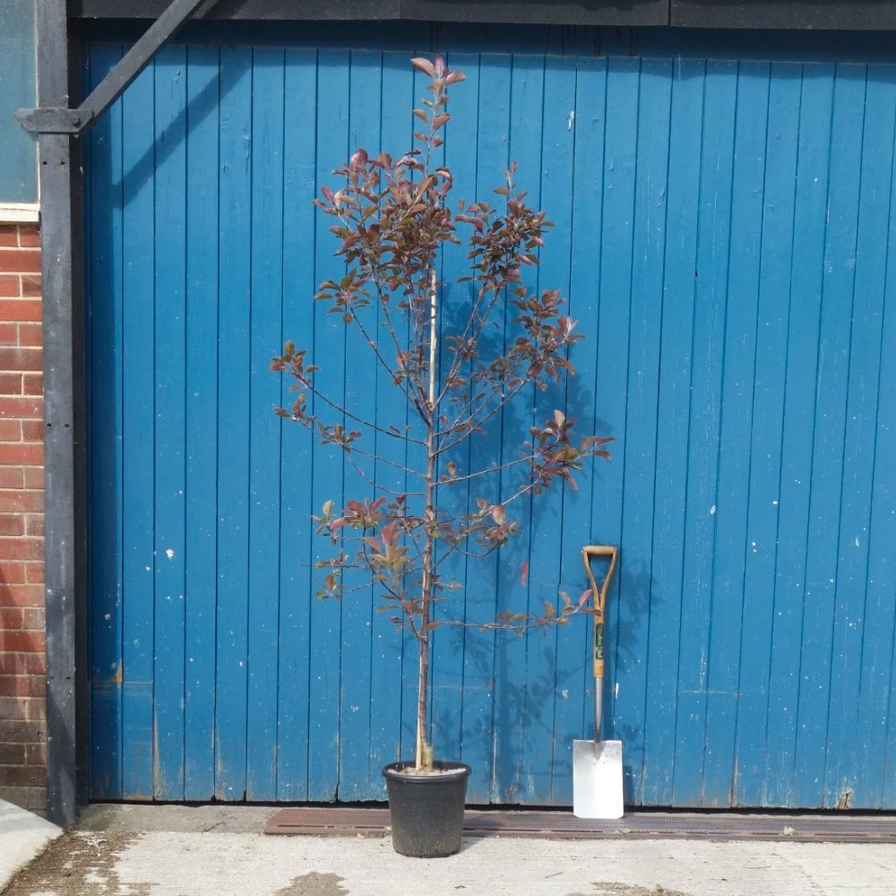 Malus 'Roberts Red' Tree - Image 3