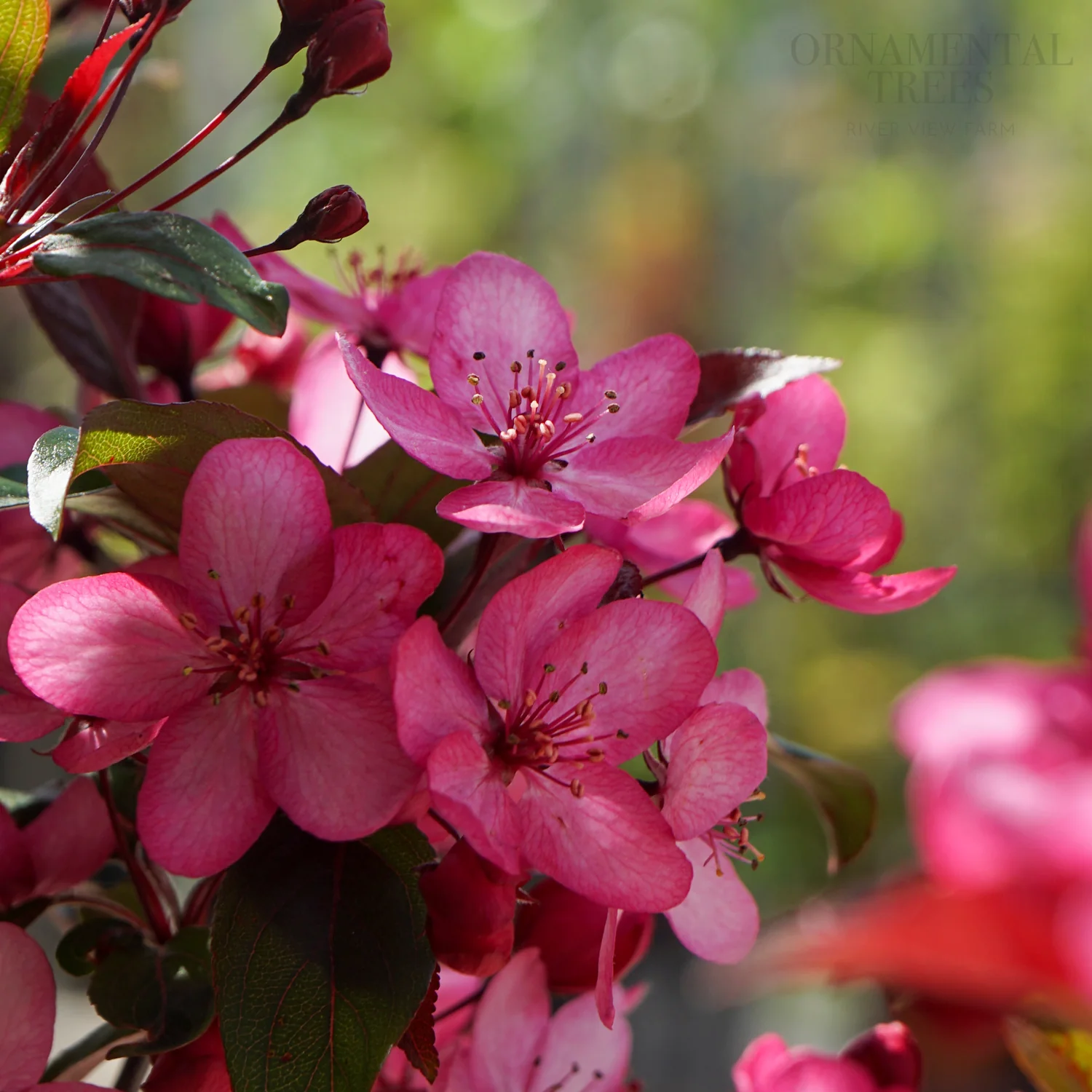 Malus Royal Raindrops Tree