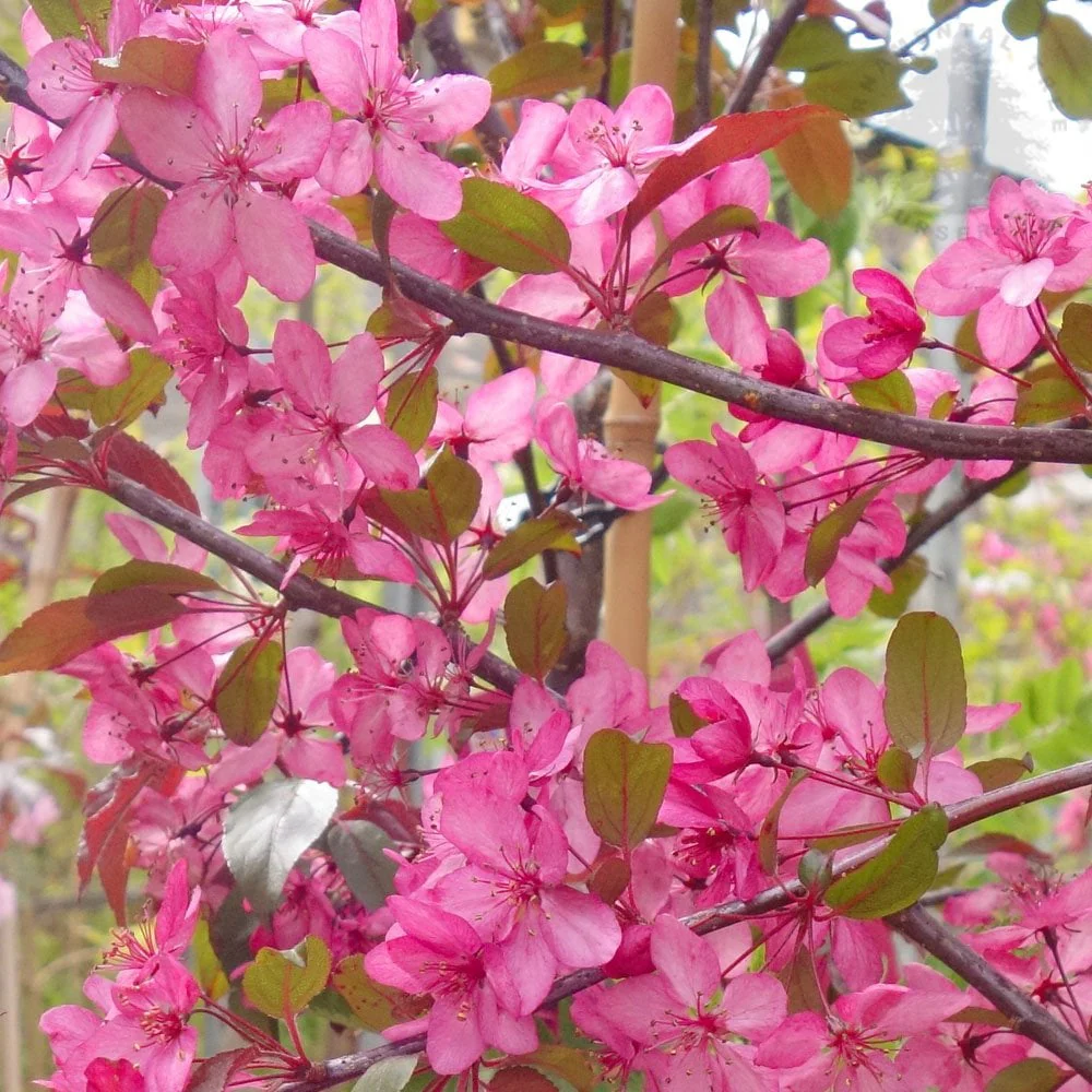 Malus Royal Raindrops Tree - Image 5