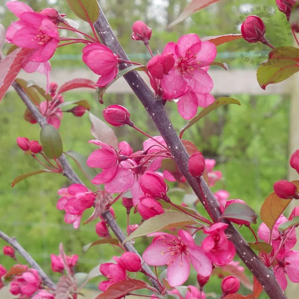 Malus Royal Raindrops Tree - Image 6