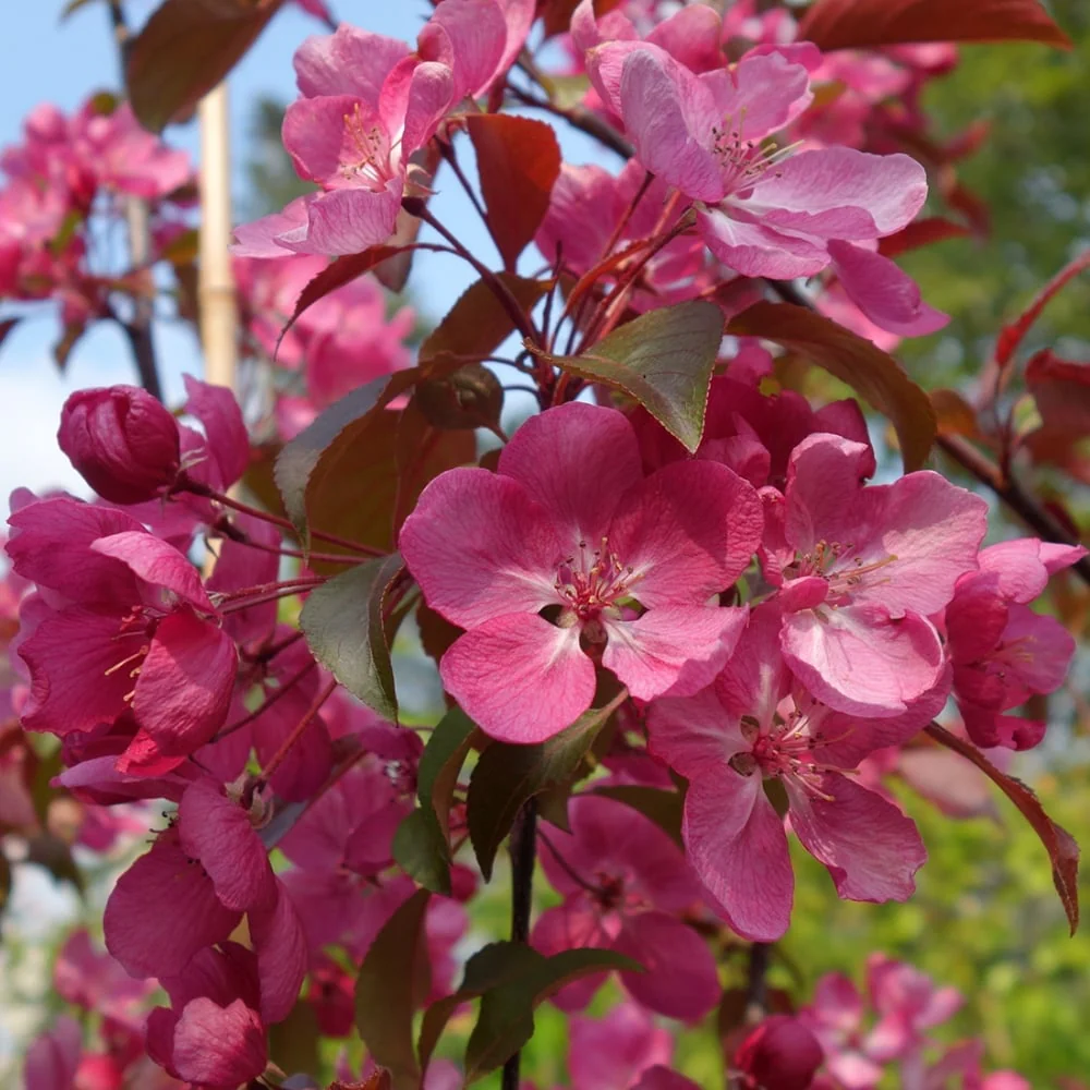Malus 'Rudolph' Tree
