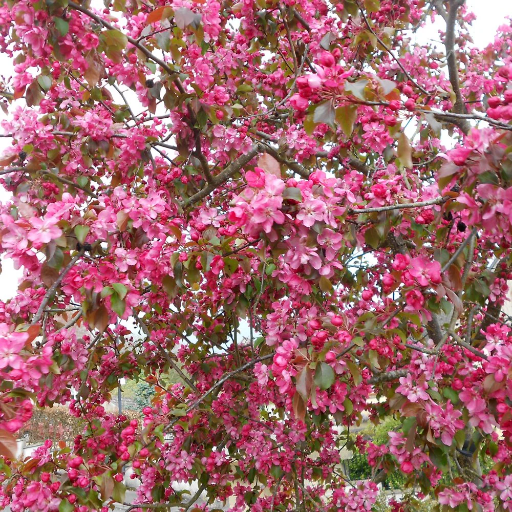 Malus 'Rudolph' Tree - Image 2