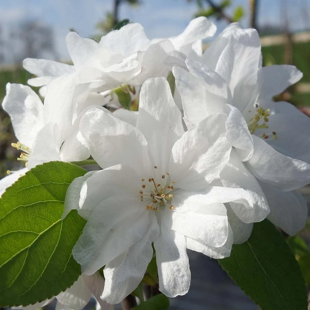 Malus 'Snowcloud' Tree - Image 3