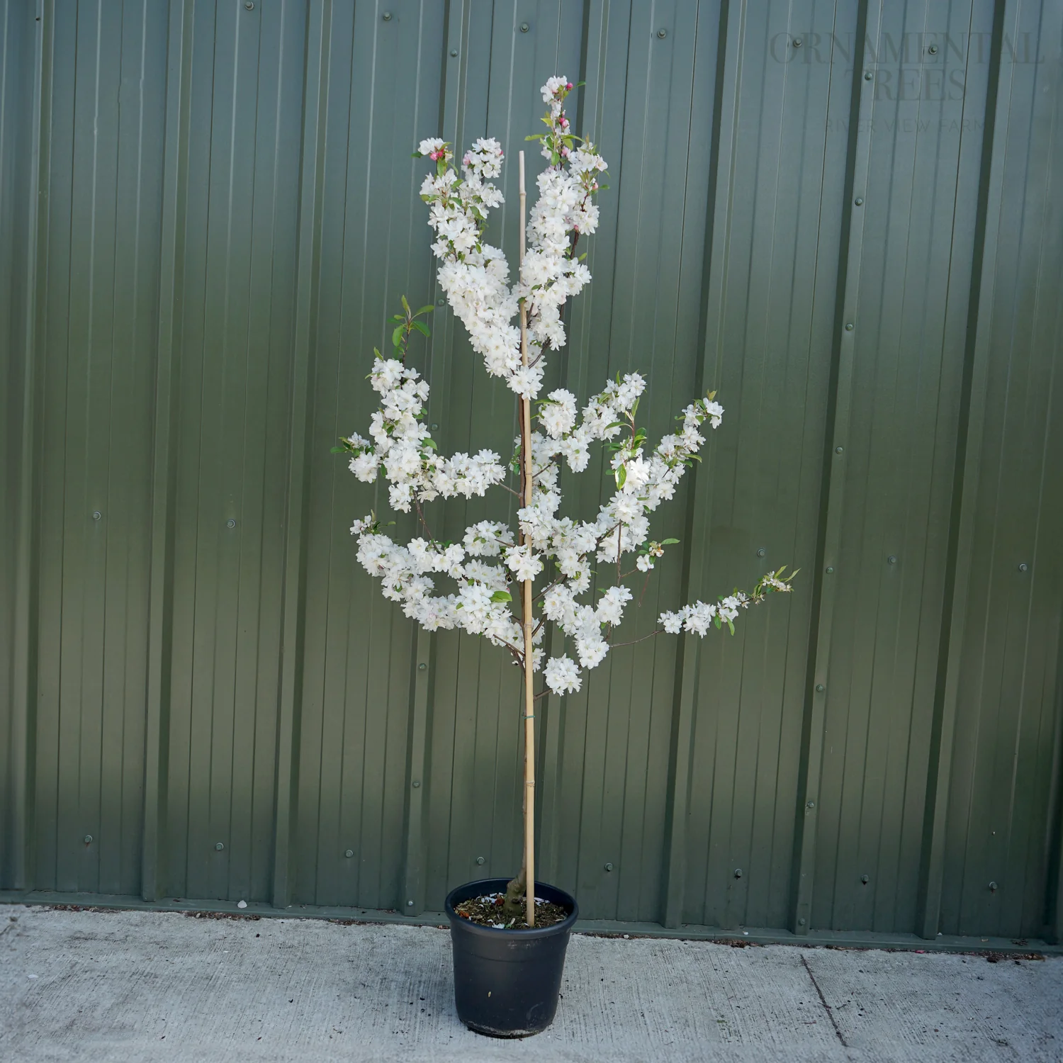Malus 'Snowcloud' Tree - Image 4