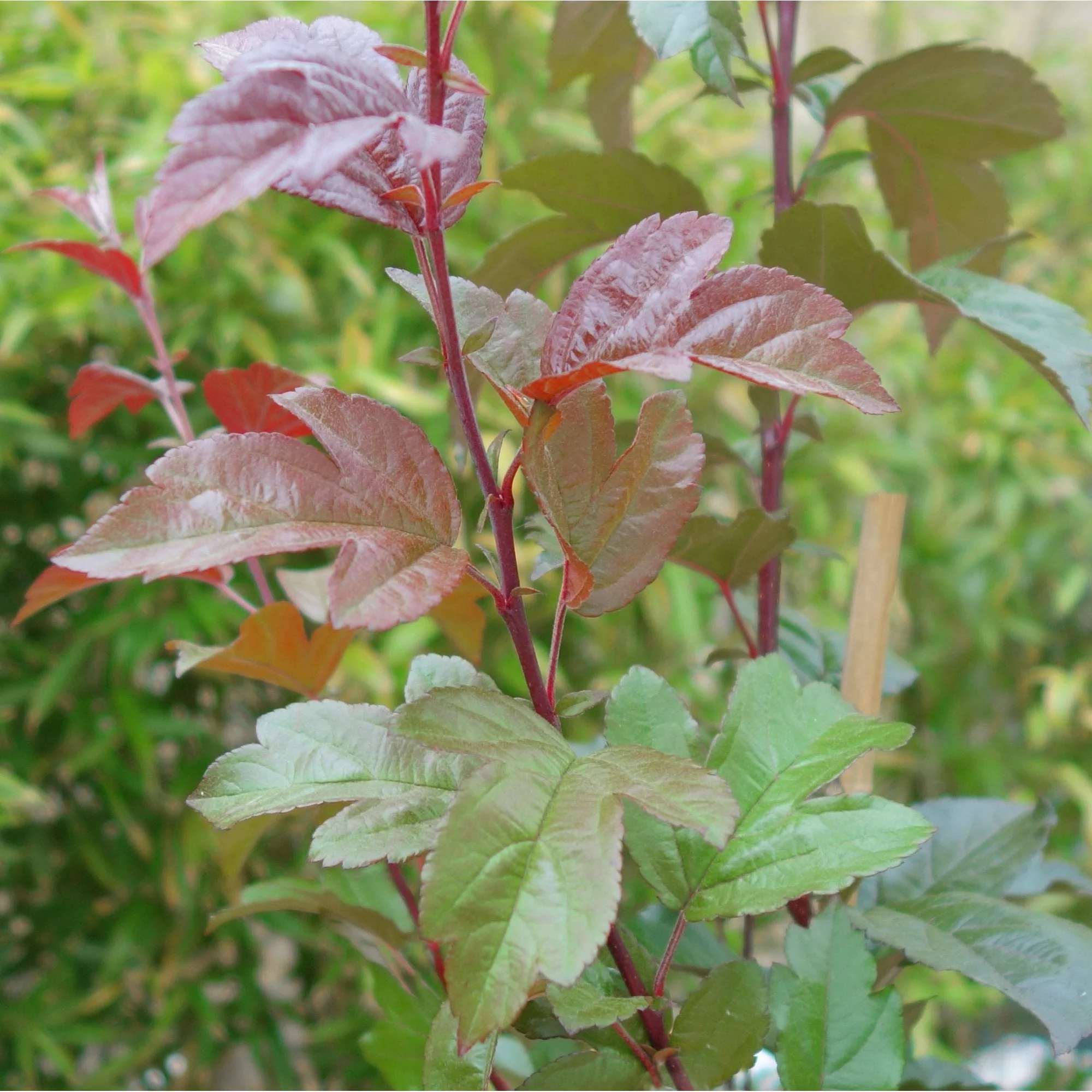 Malus toringo 'Scarlett' Tree - Image 2