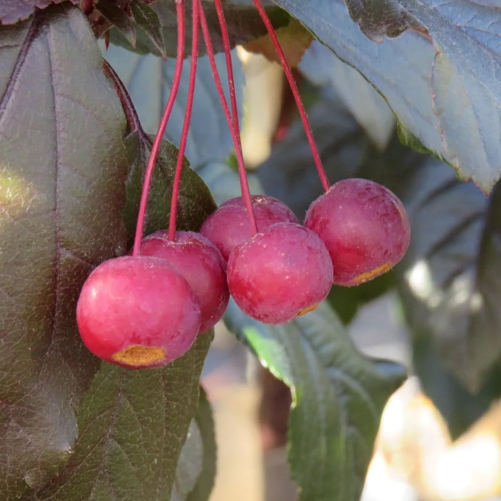 Malus toringo 'Scarlett' Tree - Image 3