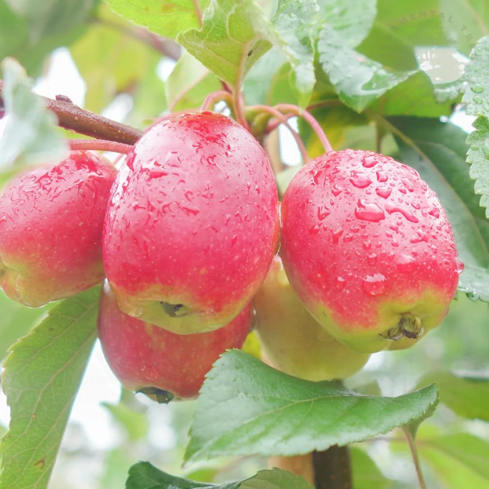 Malus x robusta Fruitilicious Tree