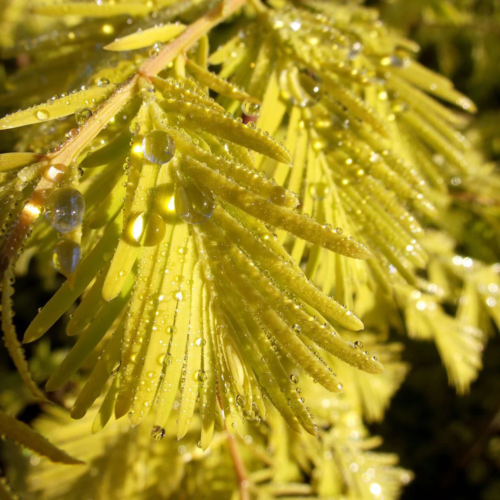 Metasequoia glyptostroboides 'Gold Rush' Tree - Image 2