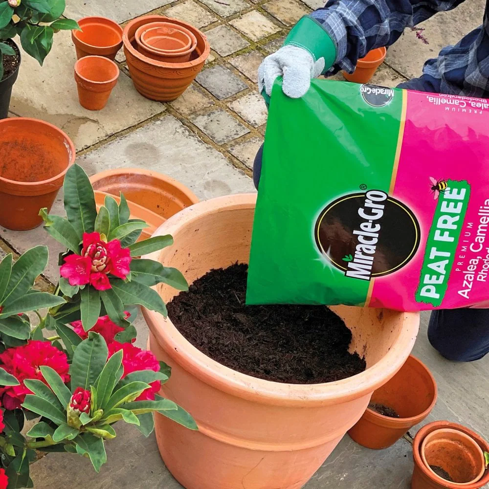Miracle-Gro® Peat Free Azalea, Camellia, and Rhododendron Compost 10 Litres - Image 2