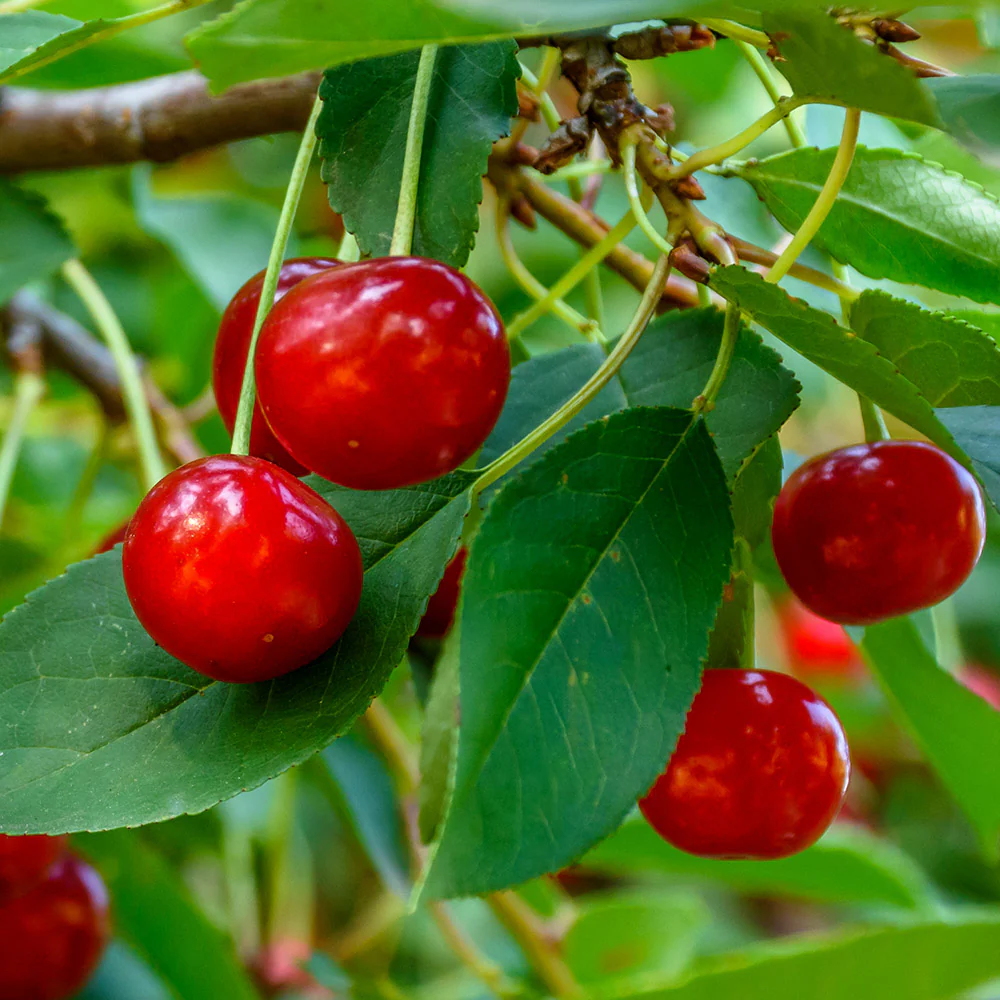 Morello Cherry Tree