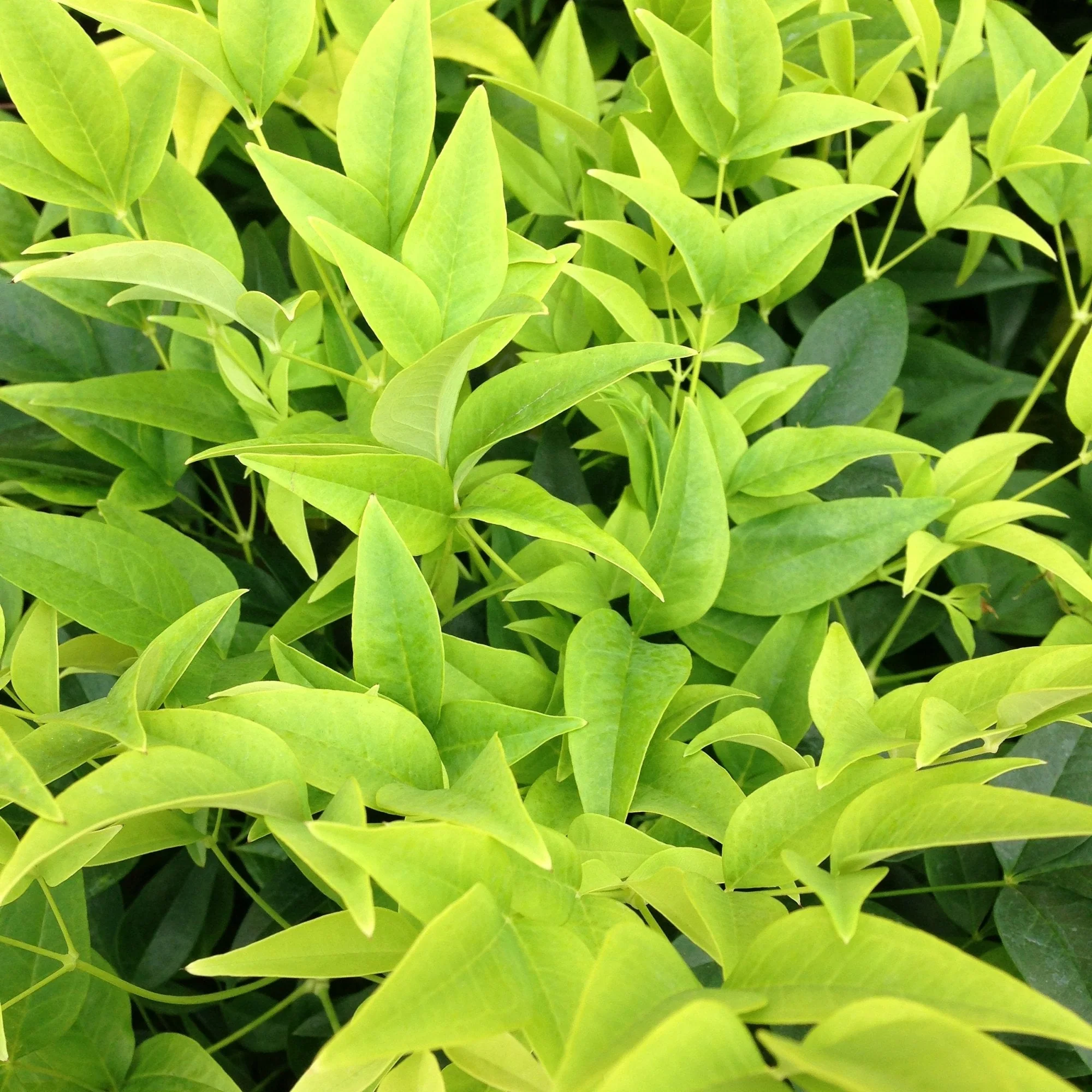 Nandina domestica 'Lemon and Lime' ® - Image 2