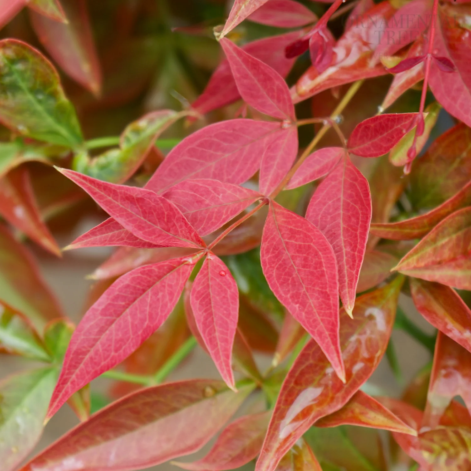 Nandina domestica 'Obsessed' - Image 4