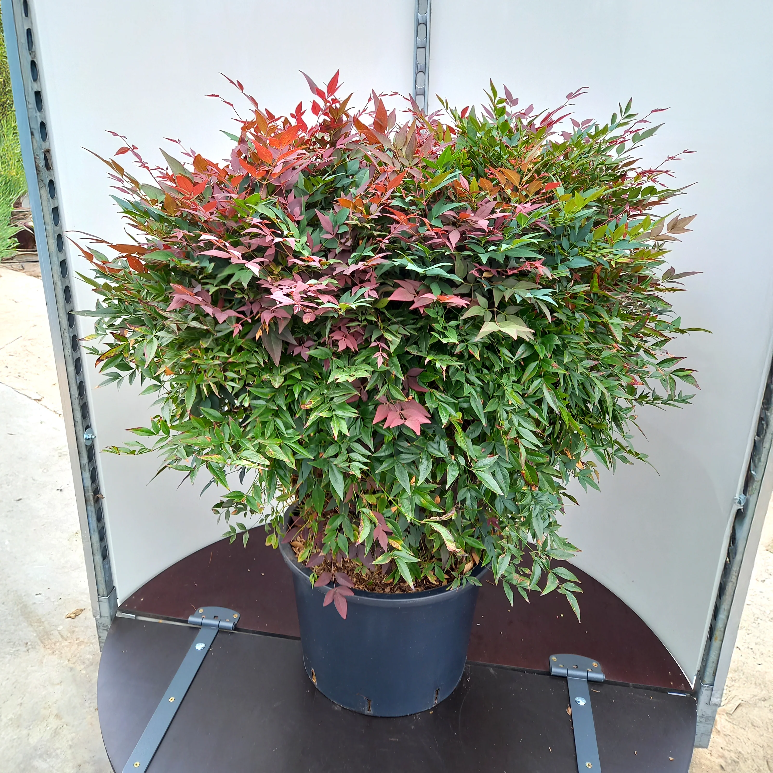 Nandina domestica 'Obsessed' - Image 5