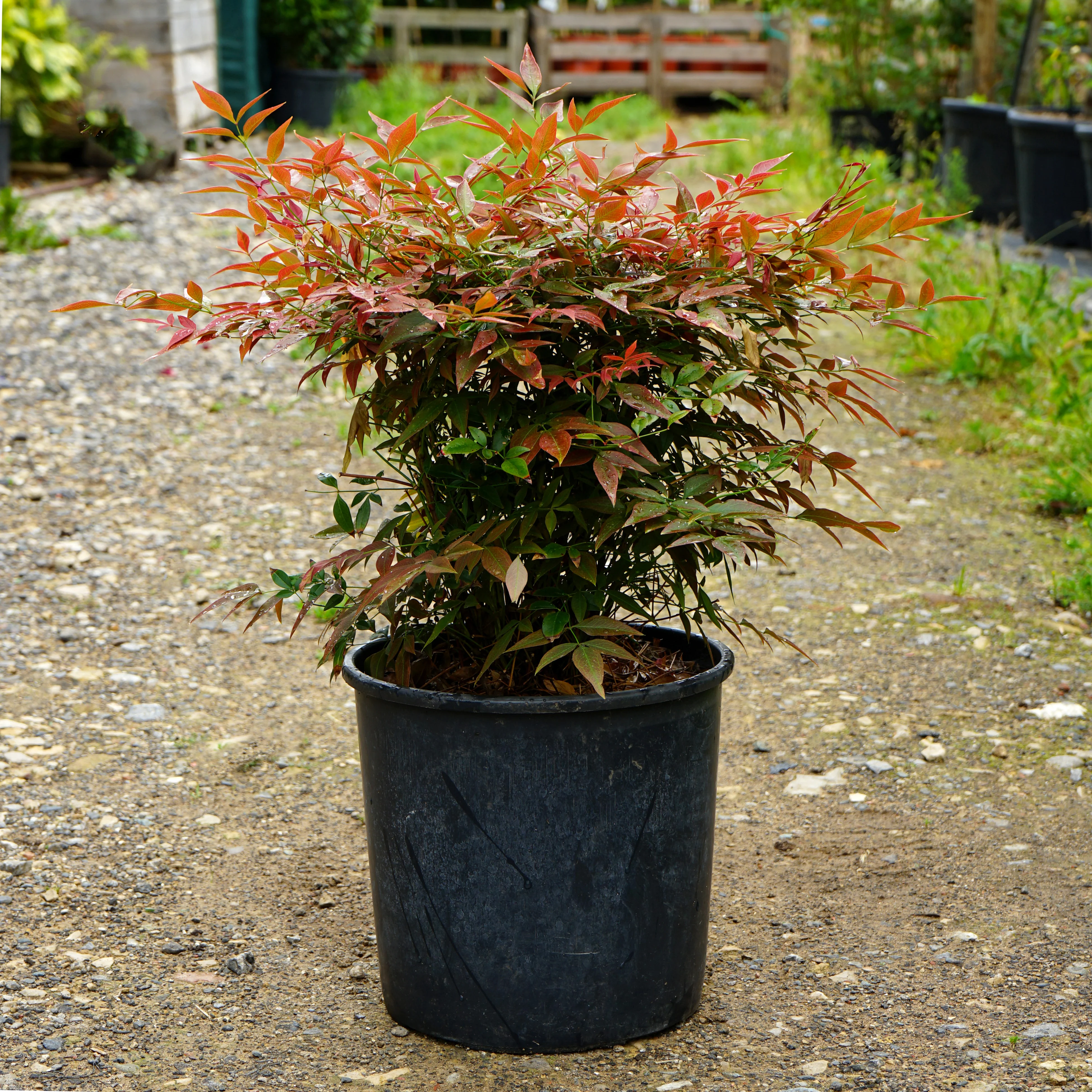 Nandina domestica 'Obsessed' - Image 6