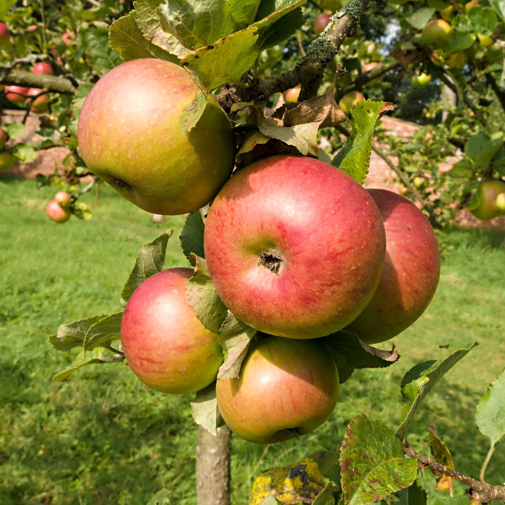 Newton Wonder Apple Tree