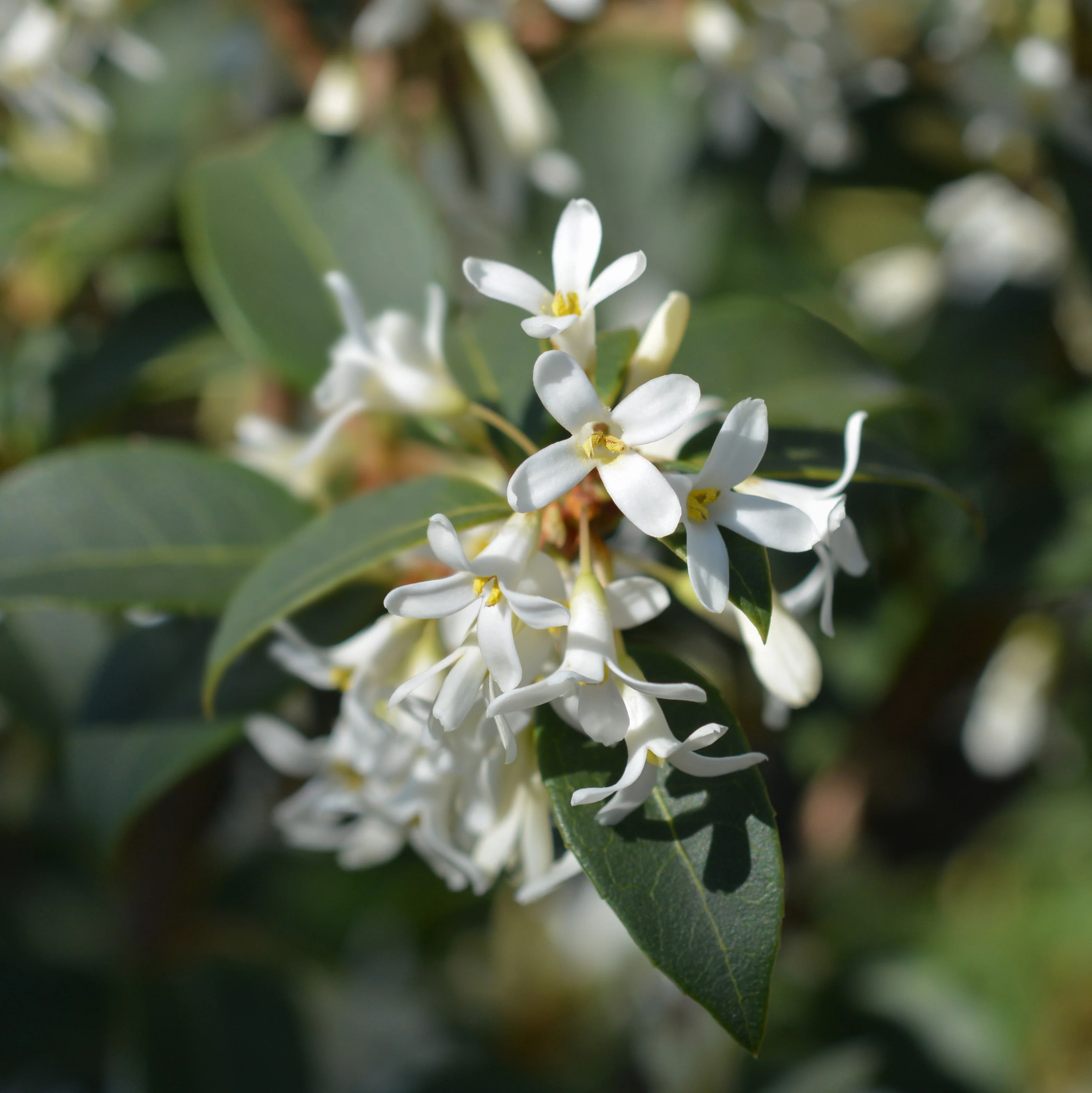 Osmanthus burkwoodii