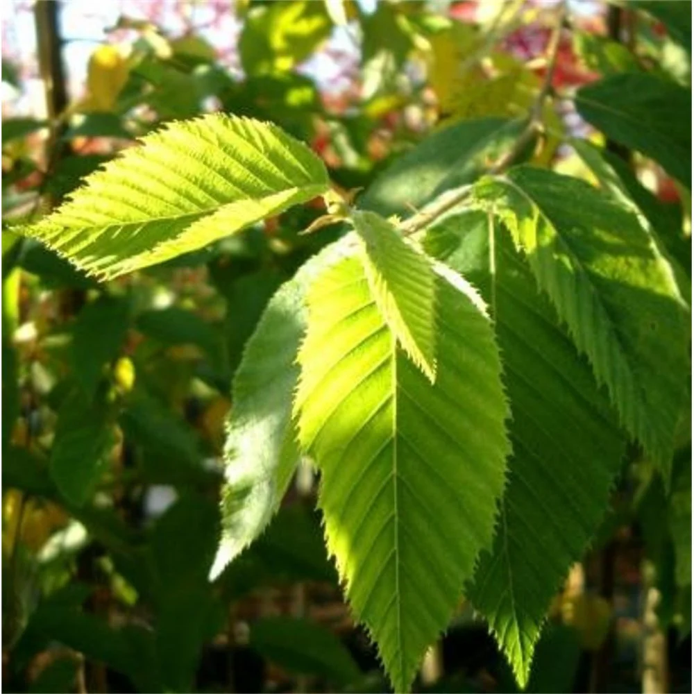 Ostrya carpinifolia Tree