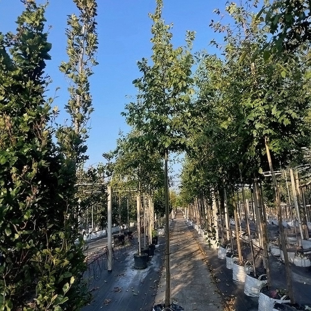 Ostrya carpinifolia Tree - Image 4