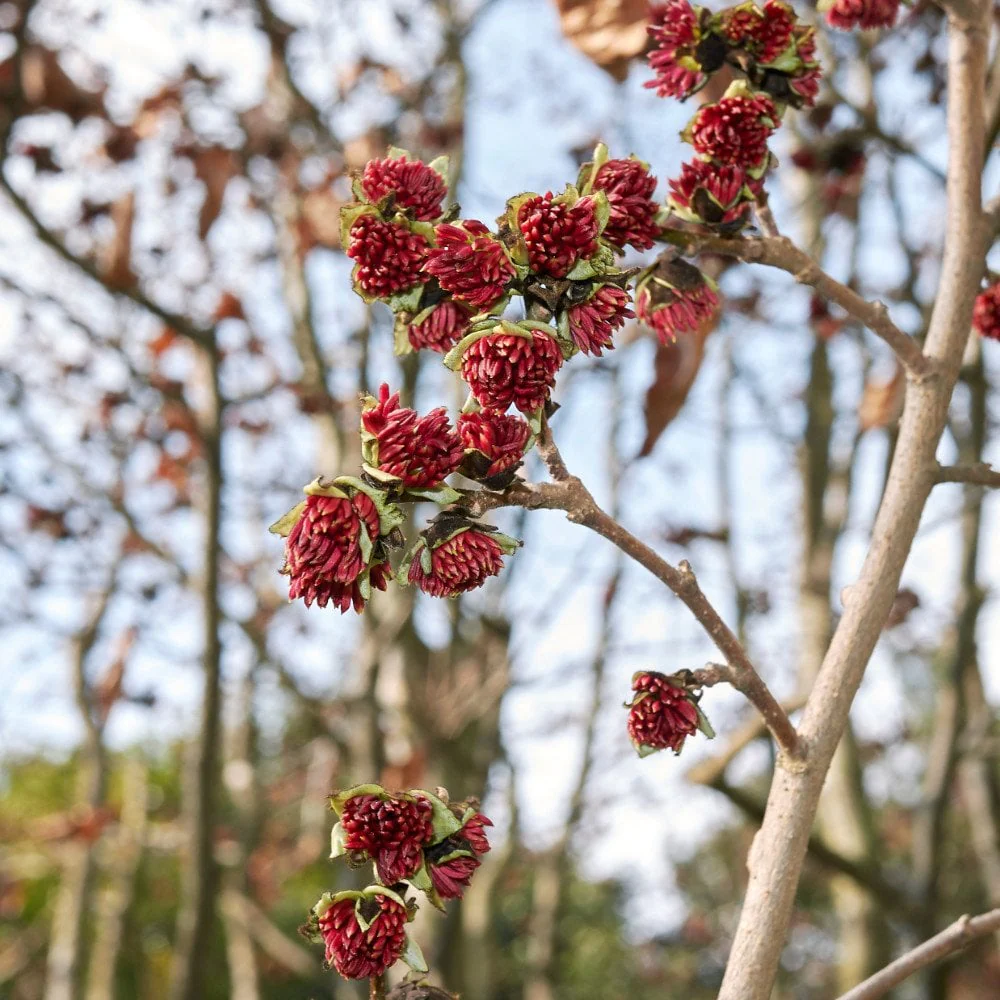 Parrotia persica Tree - Image 2