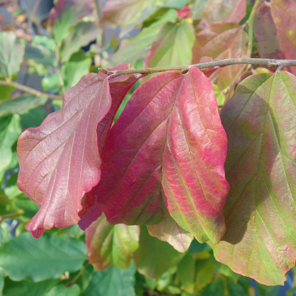 Parrotia persica Tree - Image 4