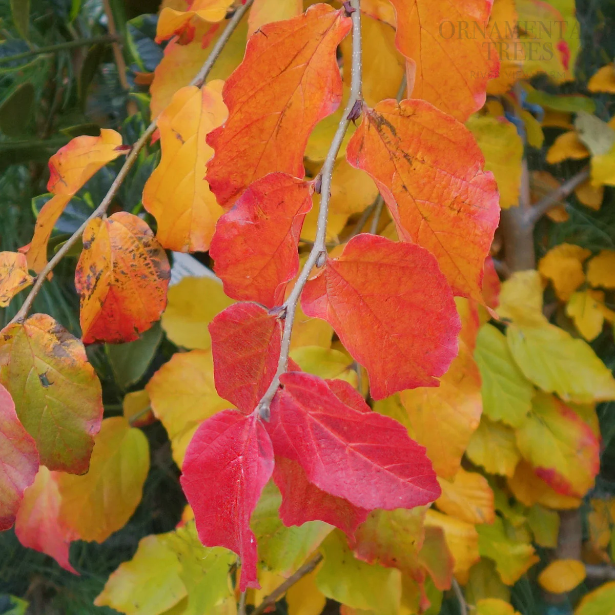 Parrotia persica 'Vanessa' Tree