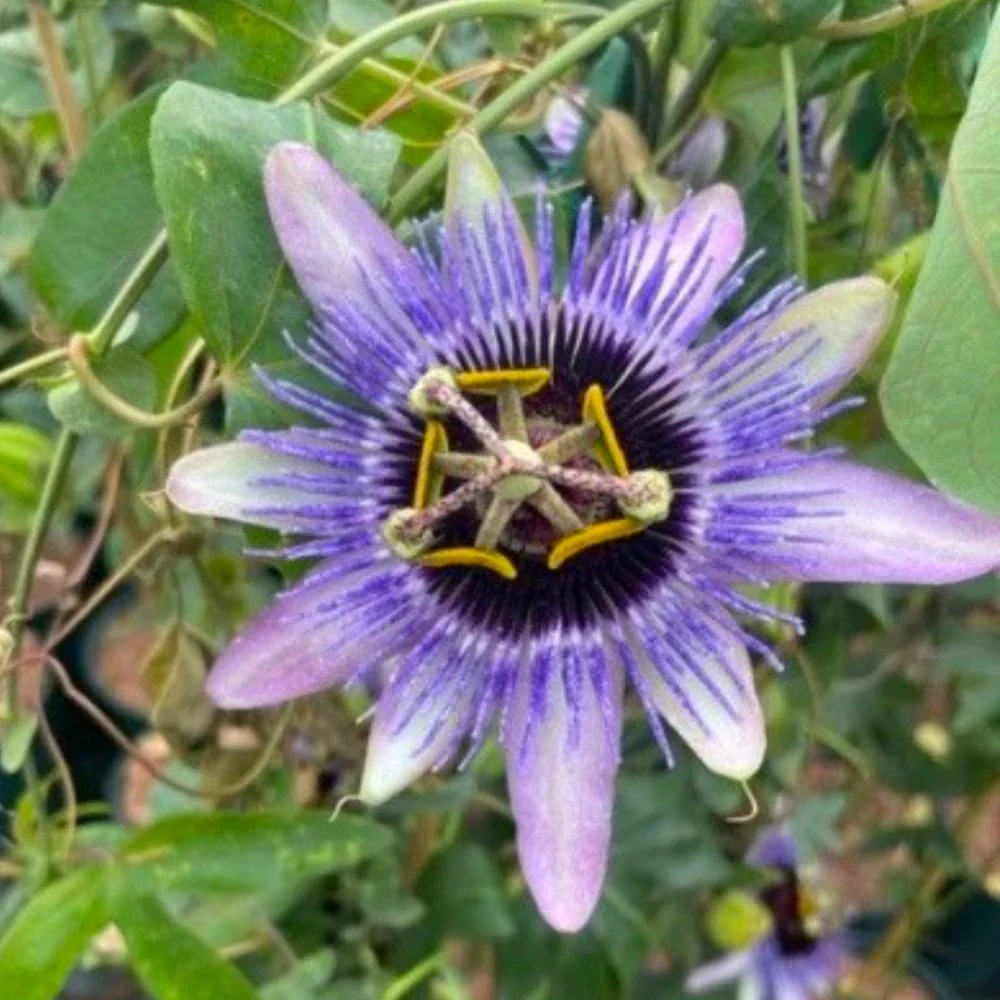 Passiflora 'Damsel's Delight'