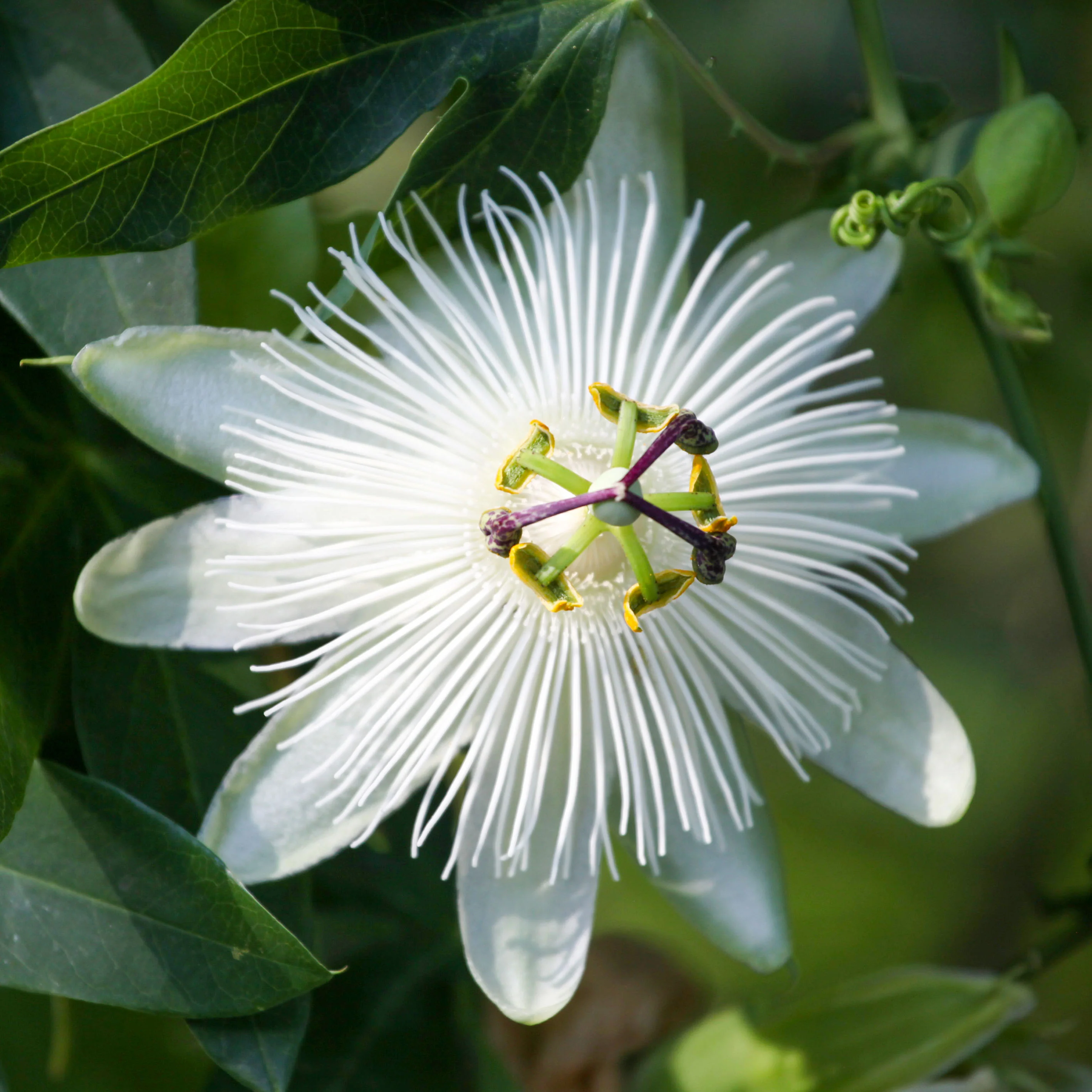 Passiflora 'Snow Queen'