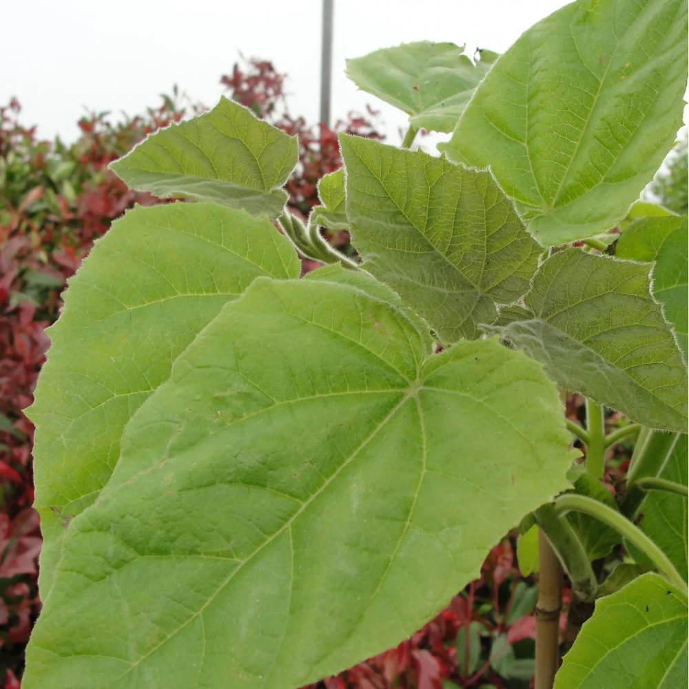 Paulownia tomentosa Tree - Image 2