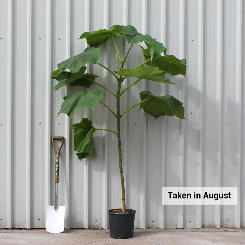 Paulownia tomentosa Tree - Image 3