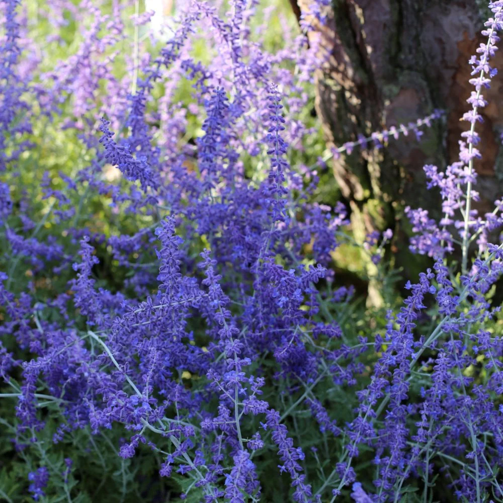 Perovskia atriplicifolia 'Blue Spire' Shrub