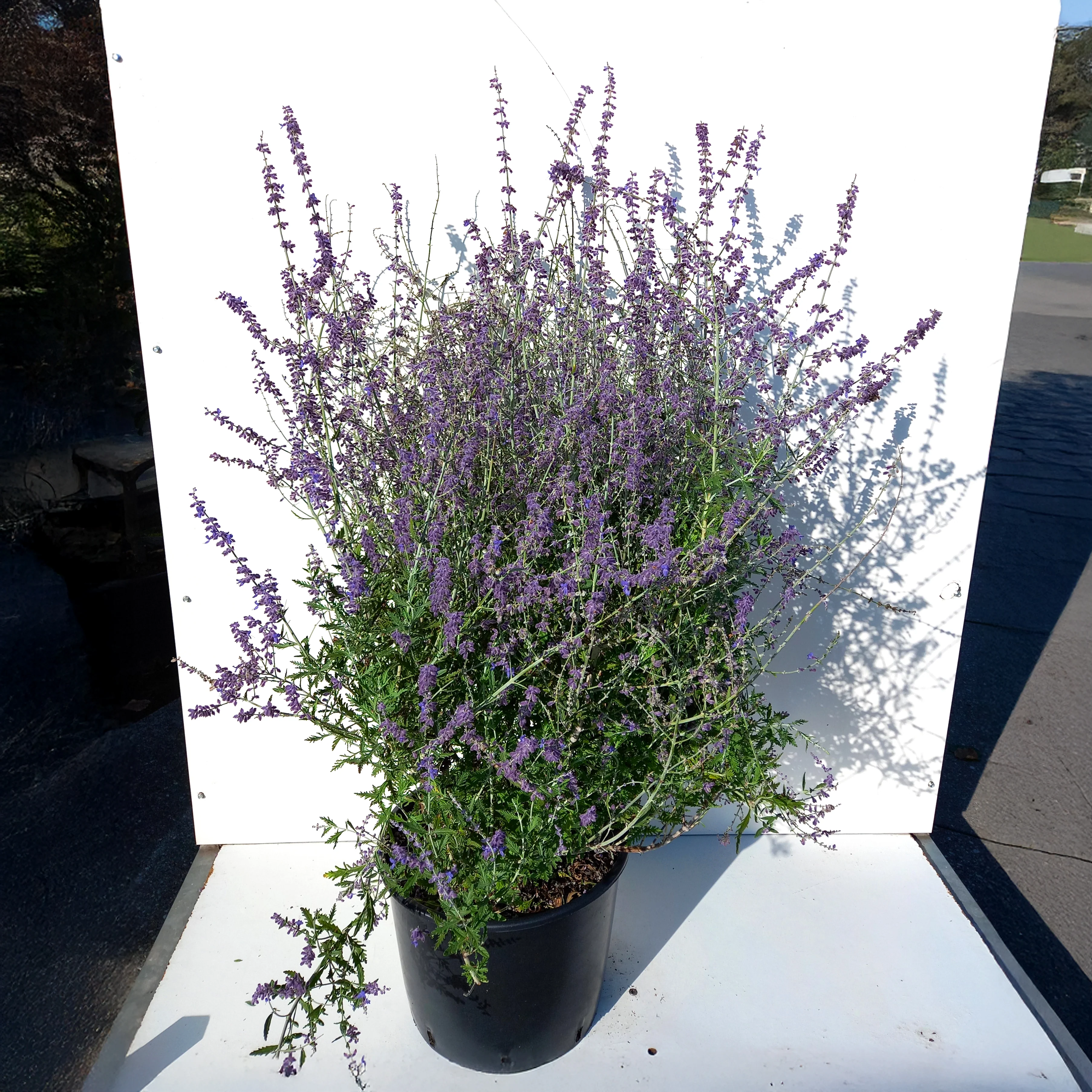 Perovskia atriplicifolia 'Blue Spire' Shrub - Image 2