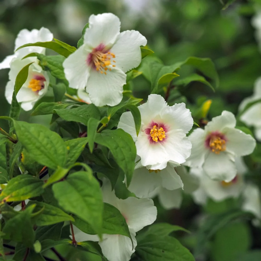 Philadelphus 'Belle Etoile' - Image 2
