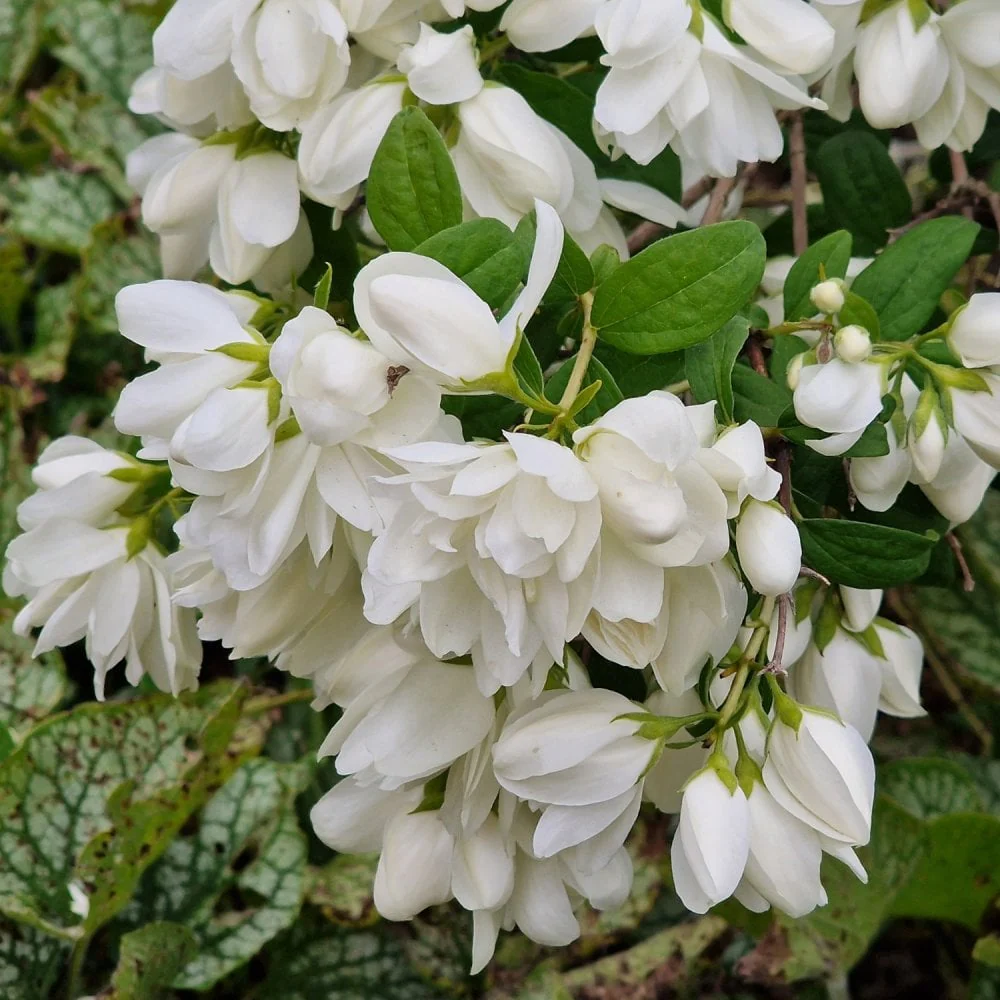Philadelphus 'Snowbelle' - Image 2