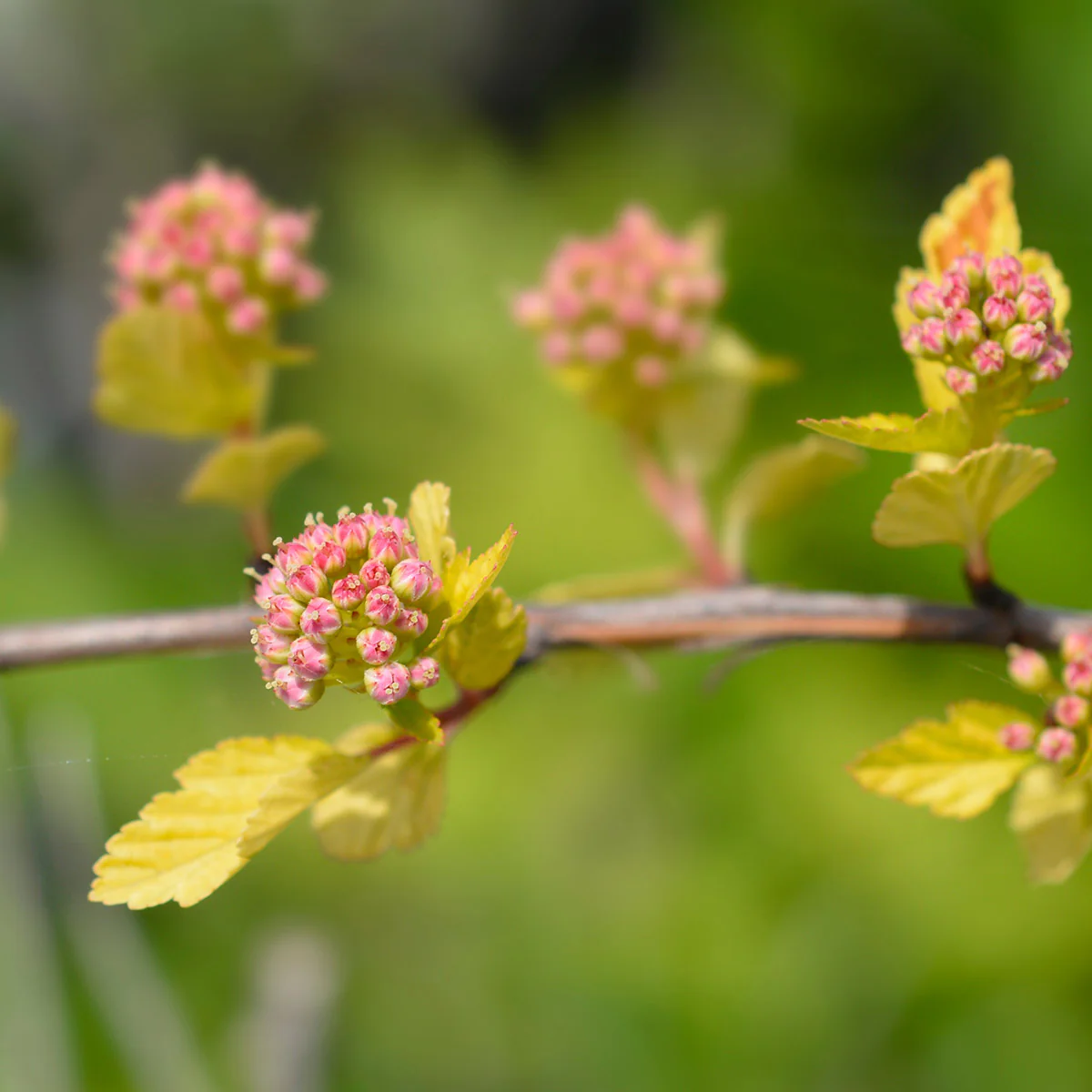 Physocarpus opulifolus 'Tiny Wine' Shrub