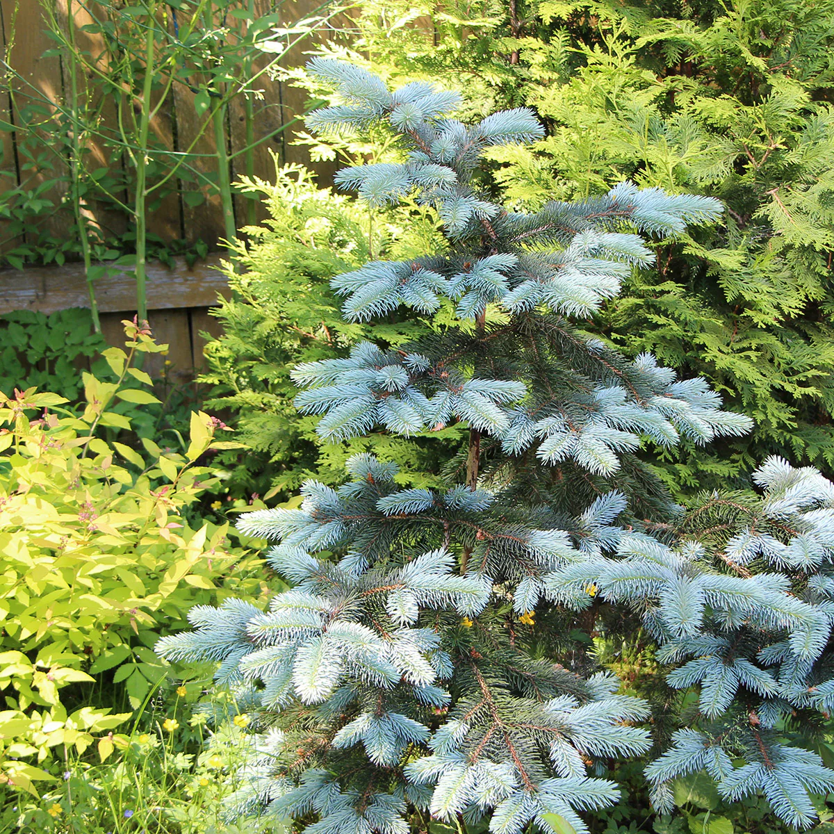 Picea pungens 'Edith' Tree