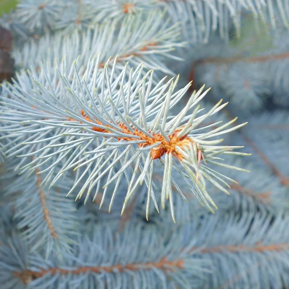 Picea pungens 'Edith' Tree - Image 2