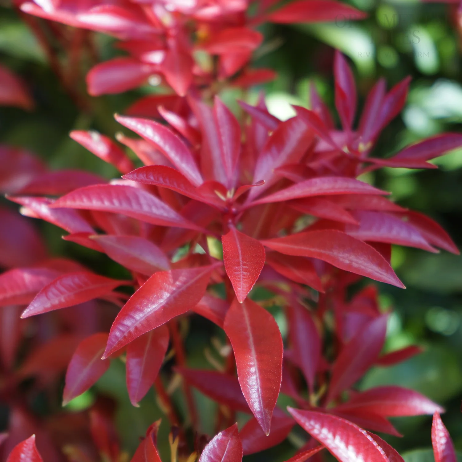 Pieris japonica 'Mountain Fire' Shrub