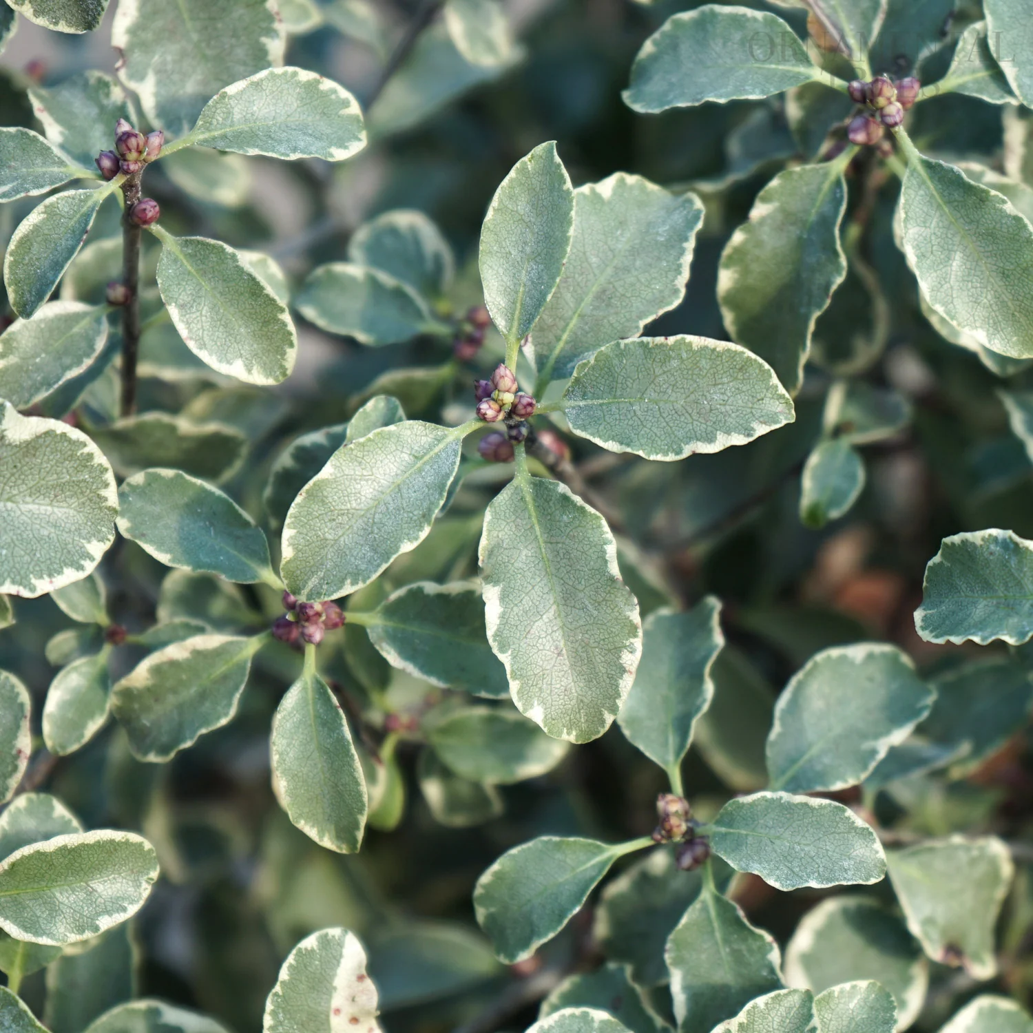 Pittosporum 'Silver Queen' Shrub