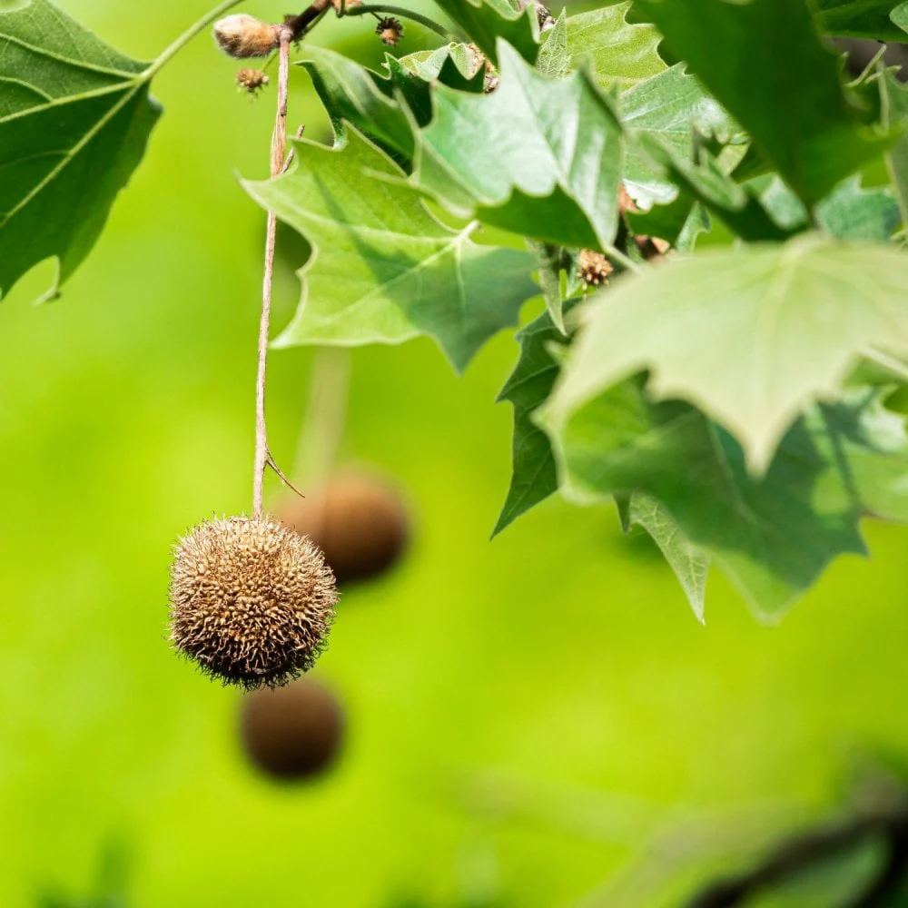 Platanus hispanica Tree
