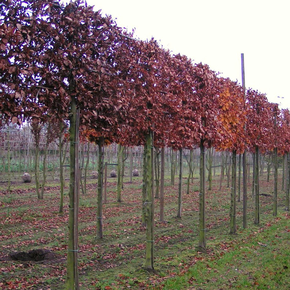 Pleached Beech Tree
