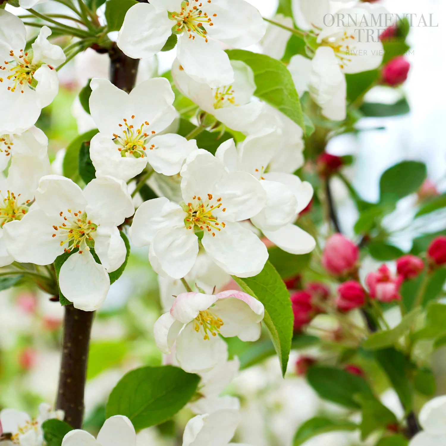 Malus 'Evereste' Tree