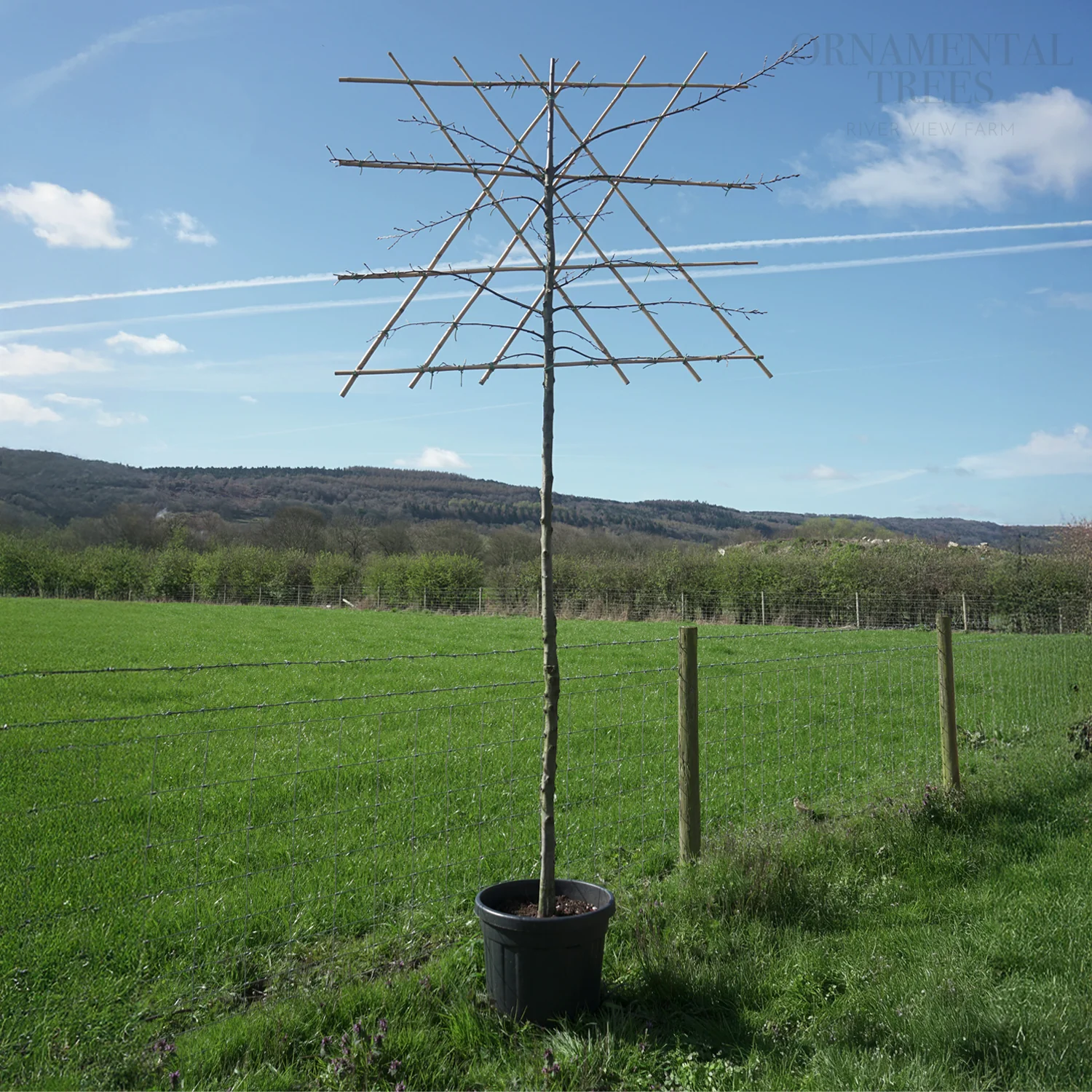 Pleached Hornbeam Tree - Image 4
