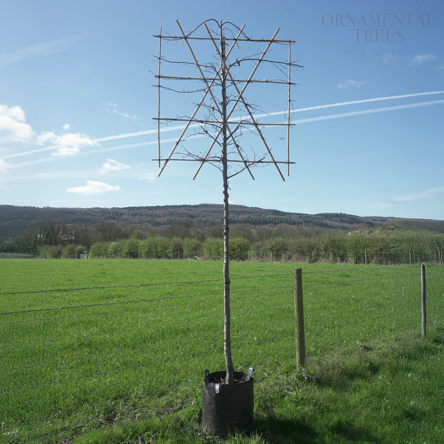 Pleached Hornbeam Tree - Image 5