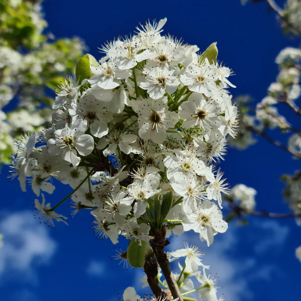 Pleached Ornamental Pear Tree