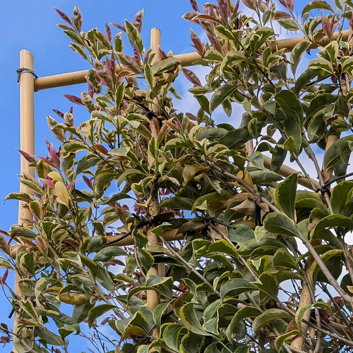 Pleached Variegated Privet Tree
