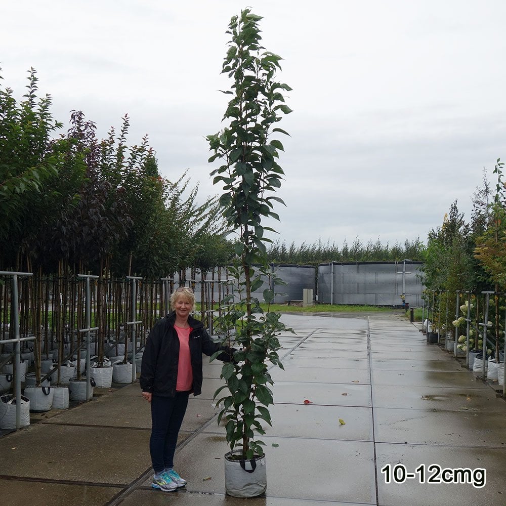 Prunus 'Amanogawa' Tree - Image 9