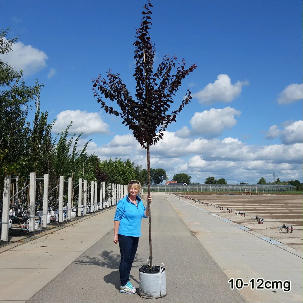 Prunus cerasifera 'Nigra' Tree - Image 6